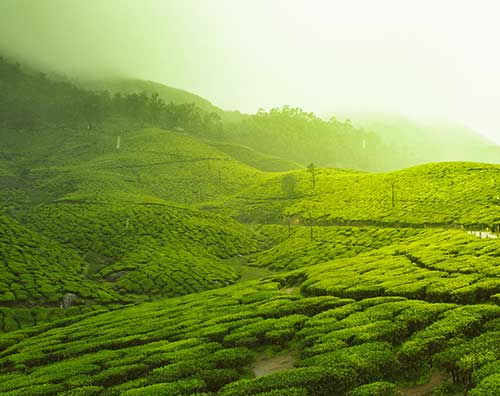 Munnar